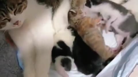 Cat being cat