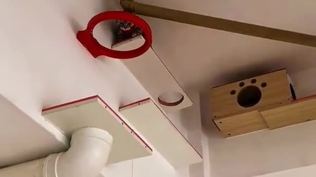 Does your cat have a home like this?