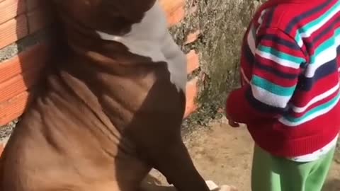 Cute pitbull and Baby
