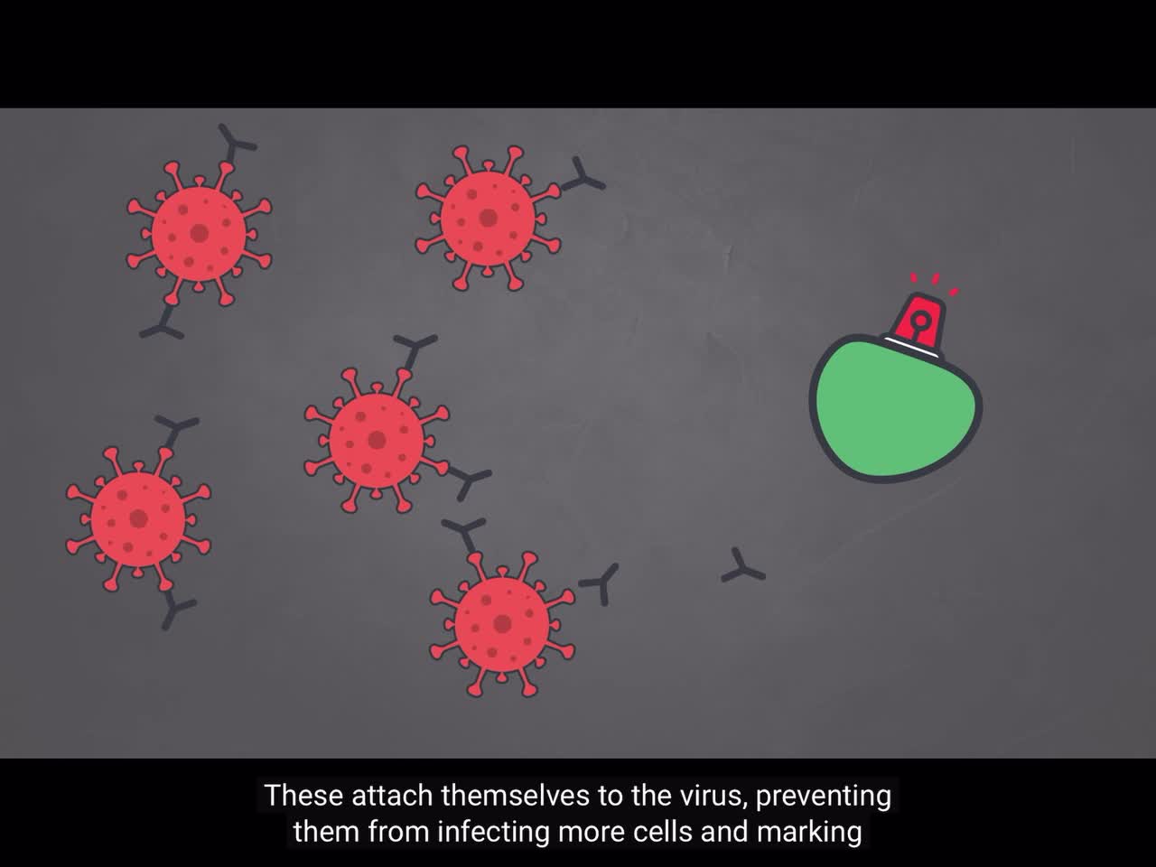 How MRNA Vaccines Work …