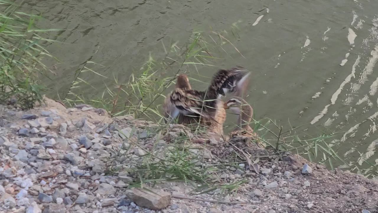 two cute ducks