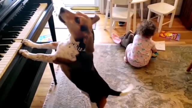 funny animal videos 2022 😂 - best dogs and cats videos 😺😍 #12 - animal network animal network