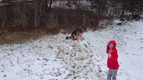 Guy in red shirt throws ball and tan dog catches it