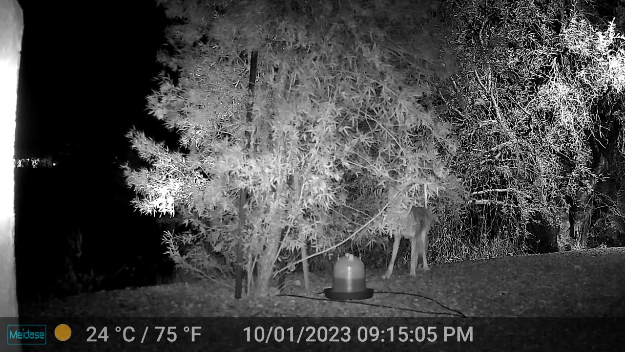 Night time coyote drinking from the feeder