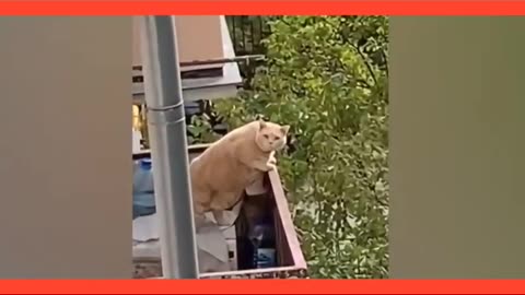 New funny animals 2023 🤣 funniest cats and dogs videos # port 16 # funny animals 2023