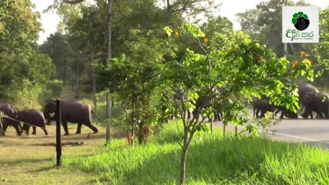 An occasion when about a hundred elephants cross the road