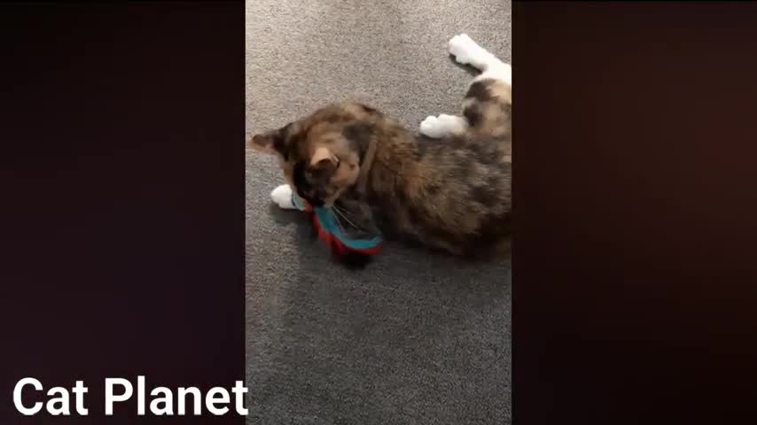 compilation of funny videos of cute and messy cats