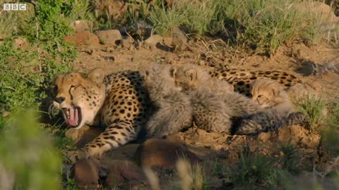 Hungry Cheetah Cubs Need To Eat | The Cheetah Family & Me | BBC Earth