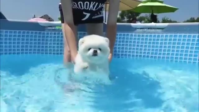 Swimming puppy so so cute