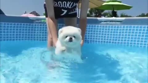 Swimming puppy so so cute