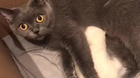 Give me back my baby! #Cute #Cats #Kitten