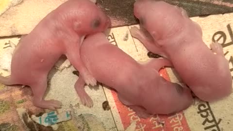 Small mouse children so cute 2 days broun 2021-22