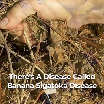 🌱 Unveiling The Devastating Impact Of Fungal Diseases On Plants 🍃🍌