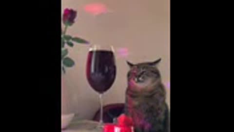 This pretty cat is broken on valentines day