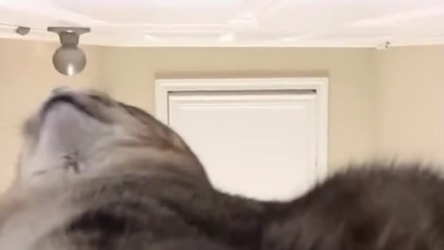 Let's see what the cat is doing