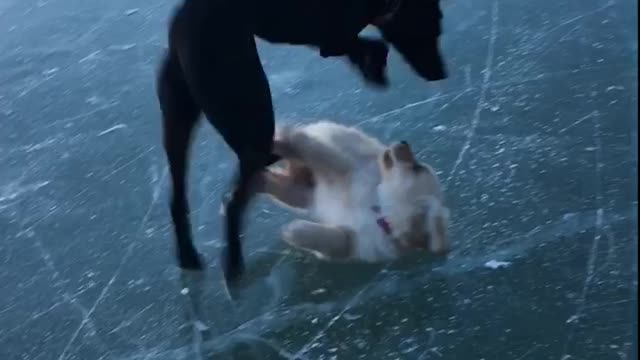 Puppy plays on ice, inevitably wipes out