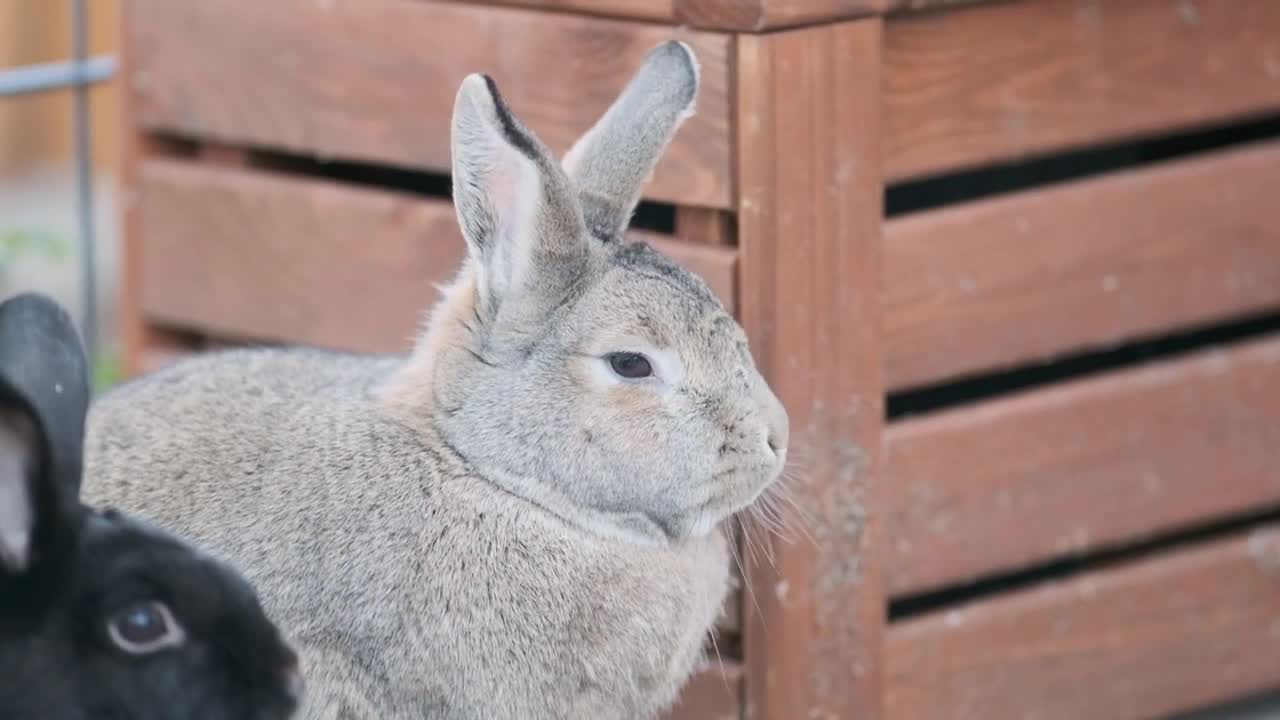 cutie pets