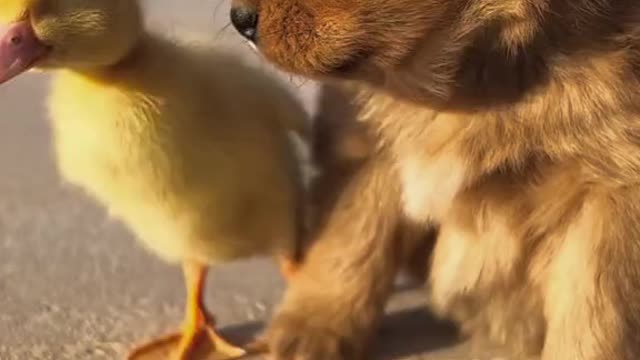 Cute baby Dog and Duck