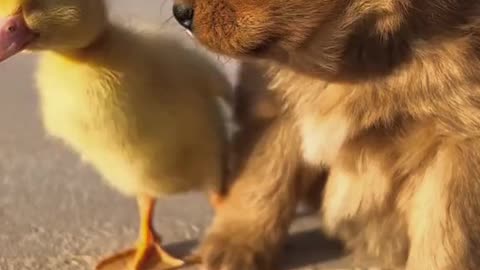 Cute baby Dog and Duck