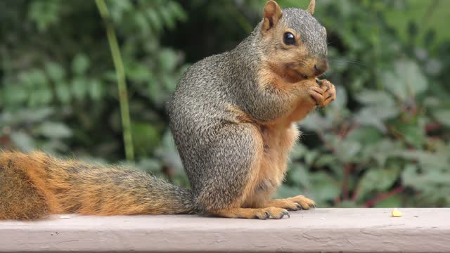 Fox squirrel eating some corn seeds