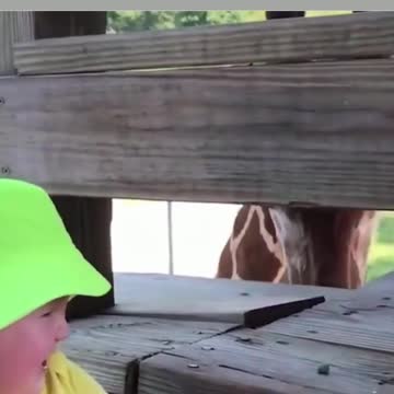 funny giraffe tongue