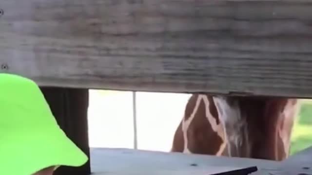 funny giraffe tongue