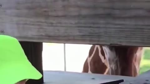 funny giraffe tongue