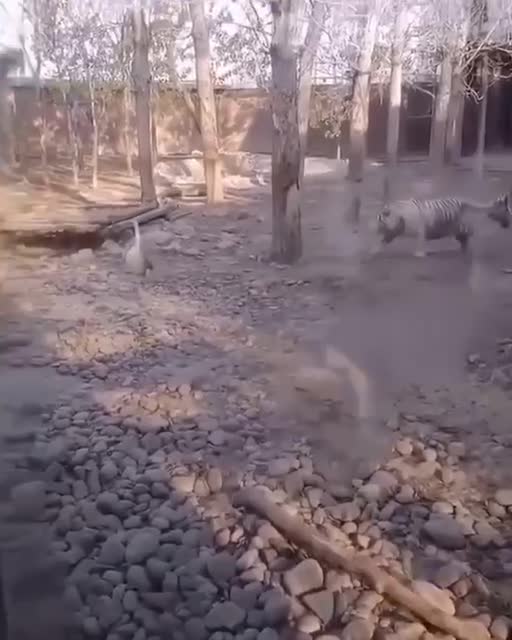 Goose vs tiger 🐯