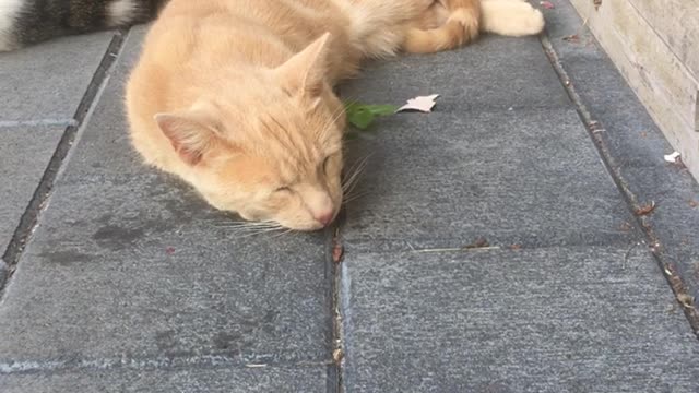 kennie j d cats Jan-23-2021 #shorts #funny #cute #adorable