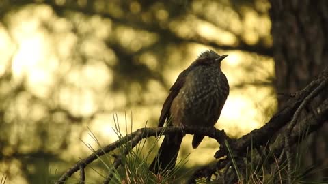 A wonderful brown bulbul bird