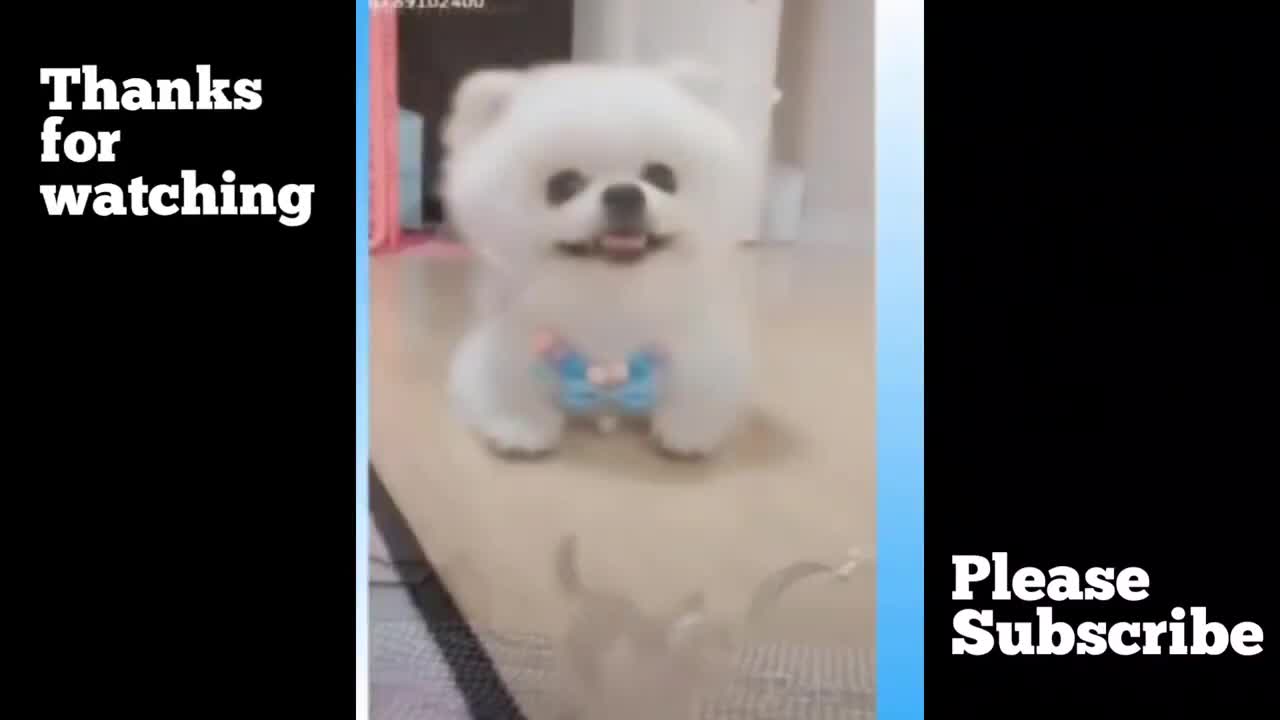 funny dog | funny animal comedy videos | comedy videos |animal videos |fun |