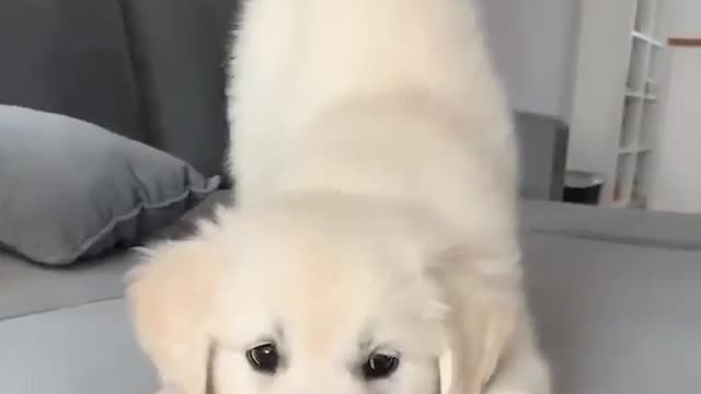 Funniest & Cutest Golden Retriever Puppies - 30 Minutes of Funny Puppy Videos 2022