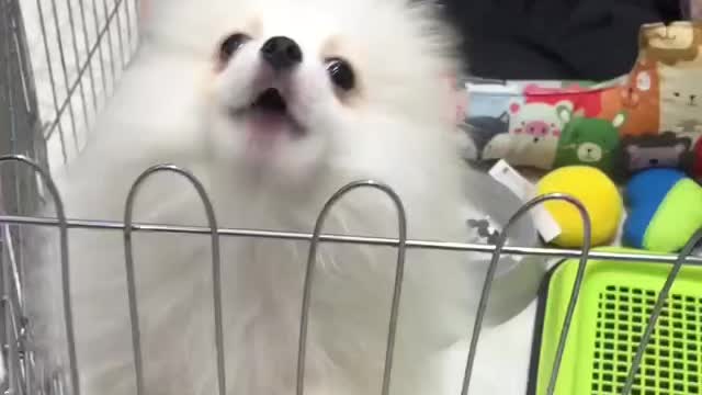 Snow . Beautiful dog
