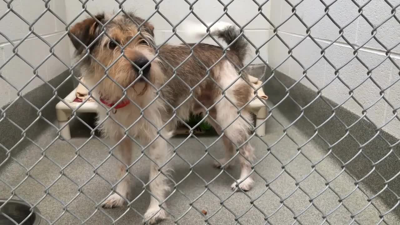 Dog at kennel gets excited for people