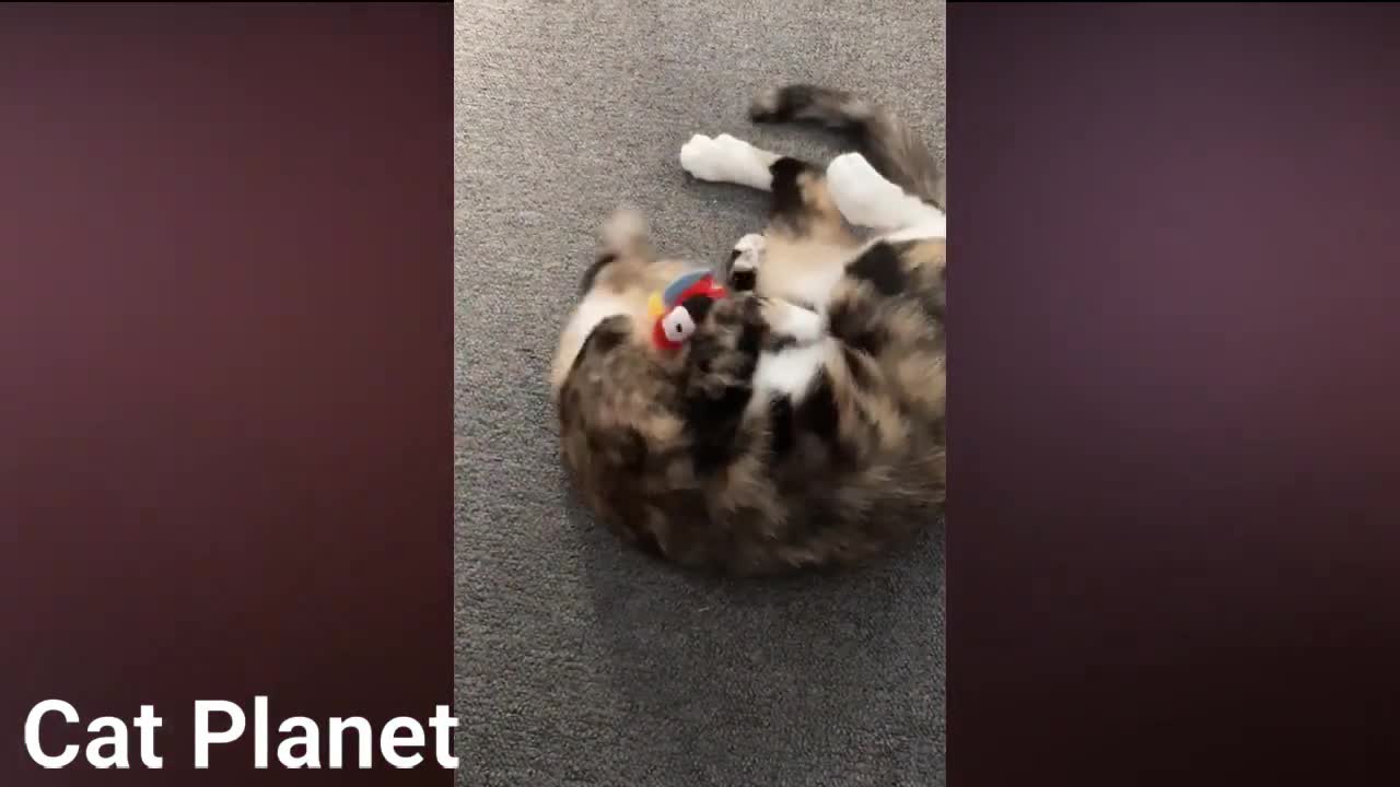 Funny cats 2021!!!