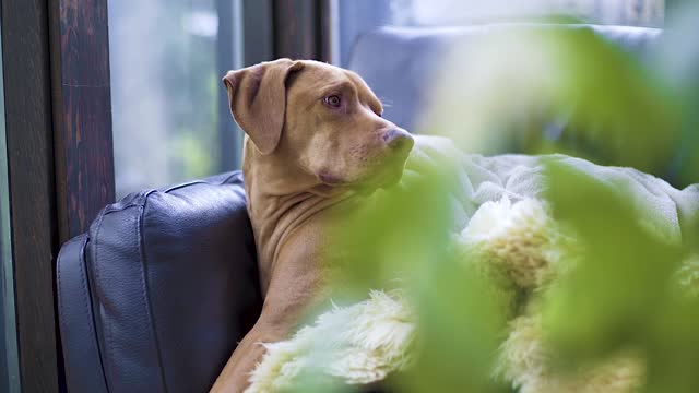 Dog relax on the sofa.