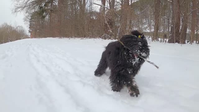 Dog Fun In Winter