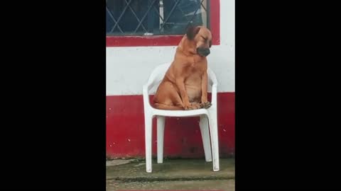 Dozing puppy-A puppy almost fell asleep in a chairs