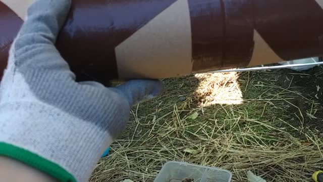 We are good friends! A guinea pig and a bunny.