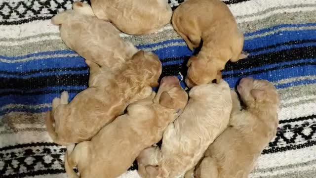 Mia's beautiful pups