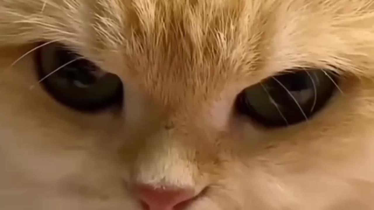 lovely cat video.