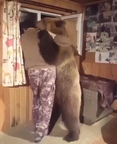 Big fluffy bear stands up,lick and hugs the man