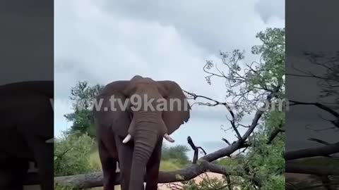 Elephant lover