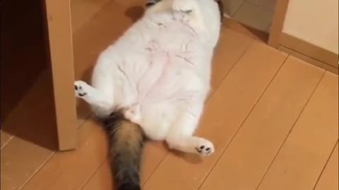 fat cute pet