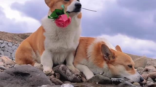 Sad little corgi after lovelorn