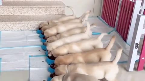 Funniest & cutest Ladrabor puppies