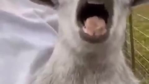 Funny Animal Video, America🤣