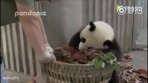 Clumsy Baby Panda Cubs - CUTEST Compilation