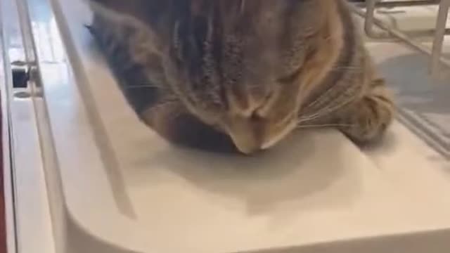A deaf cat can sleep anywhere