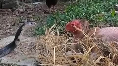 Brave chicken protect her eggs